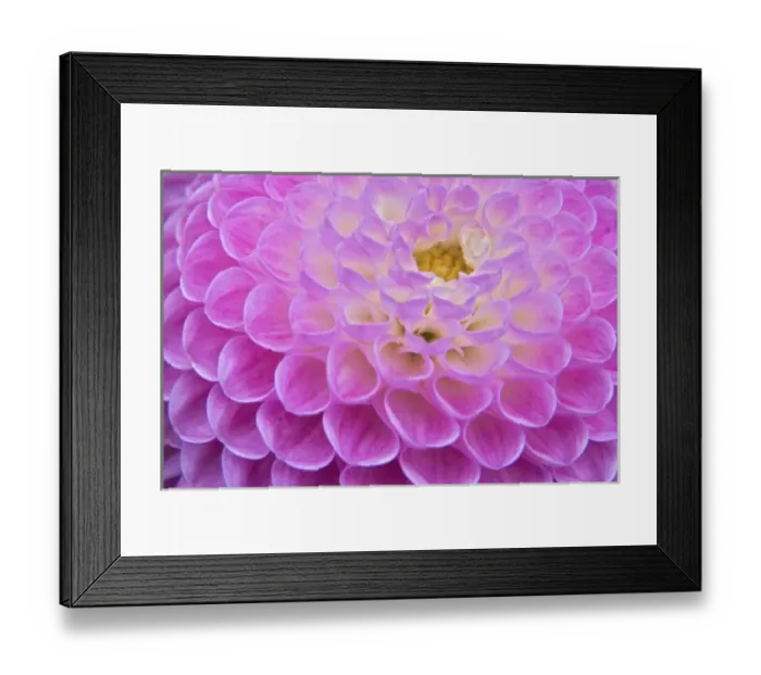 Framed Print : Chrysanthemum flower decorating grave site in cemetery, Appenzeller, Switzerland Framed Print : Chrysanthemum flower decorating grave site in cemetery, Appenzeller, Switzerland