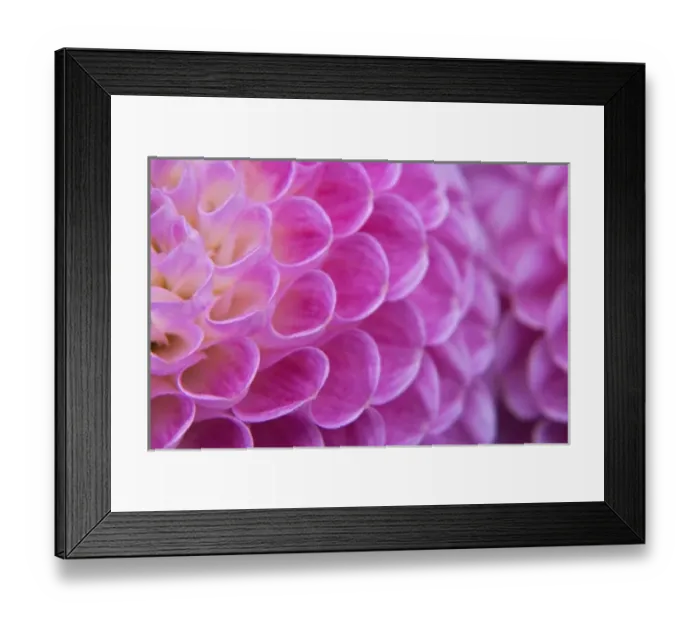 Framed Print : Chrysanthemum flower decorating grave site in cemetery, Appenzeller, Switzerland Framed Print : Chrysanthemum flower decorating grave site in cemetery, Appenzeller, Switzerland