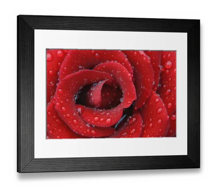 Framed Print : Dew covered red rose decorating grave site in cemetery, Appenzeller, Switzerland