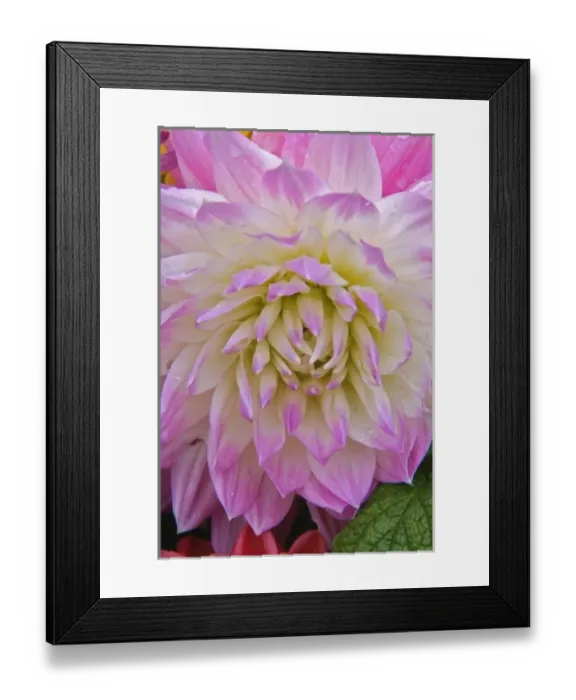 Framed Print : Mum decorating grave site, Appenzeller, Switzerland Framed Print : Mum decorating grave site, Appenzeller, Switzerland