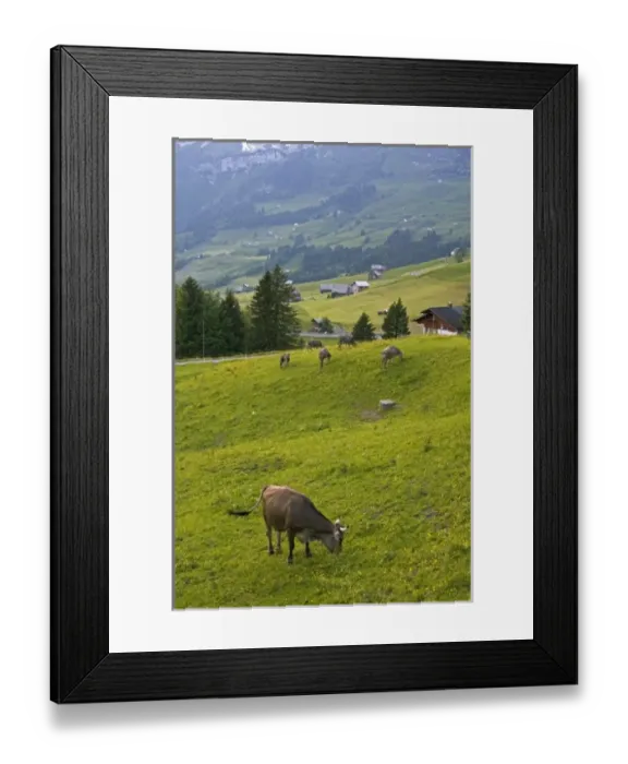 Framed Print : Cattle graze on a hillside at Amden, Switzerland Framed Print : Cattle graze on a hillside at Amden, Switzerland