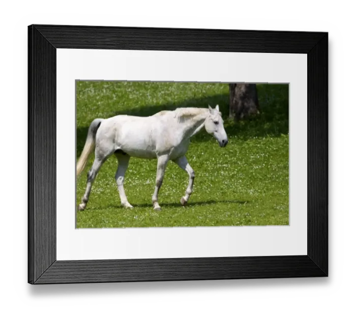 Framed Print : Horse grazes on a farm near Zurich, Switzerland