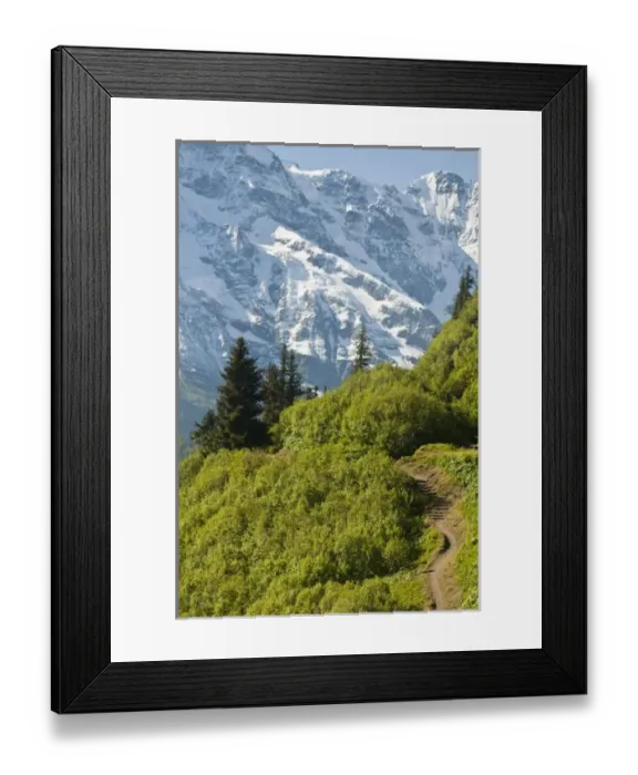 Framed Print : Jungfrau Region, Switzerland. Alping trail near Murren Framed Print : Jungfrau Region, Switzerland. Alping trail near Murren