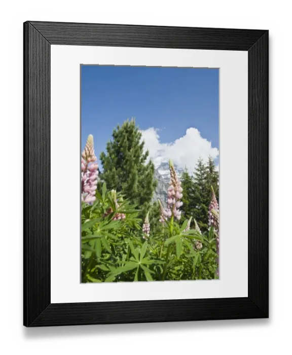 Framed Print : Jungfrau Region, Switzerland. Murren Framed Print : Jungfrau Region, Switzerland. Murren