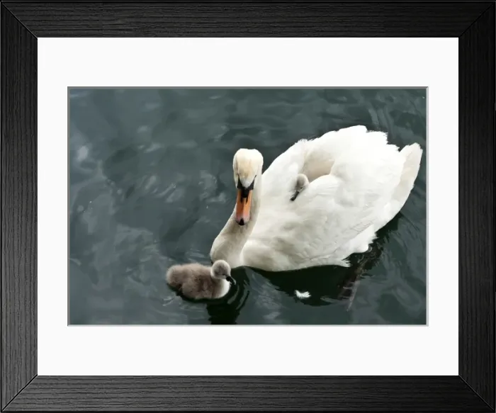 Framed Print : Zurich, Switzerland. Old Town
