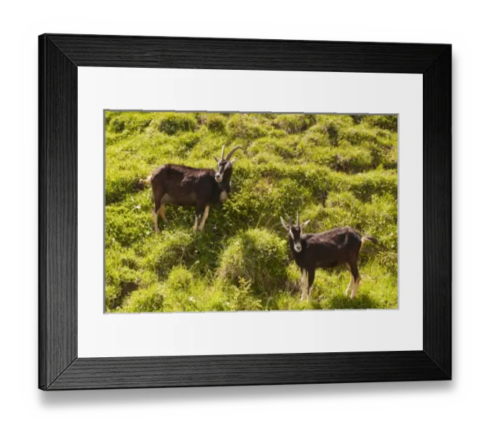 Framed Print : Europe, Switzerland Framed Print : Europe, Switzerland