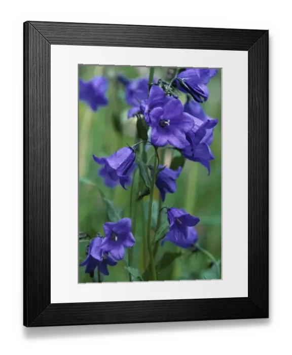 Framed Print : Europe, Switzerland, Zermatt. Bluebells cover the meadows in the Valasian Alps, near Zermatt Framed Print : Europe, Switzerland, Zermatt. Bluebells cover the meadows in the Valasian Alps, near Zermatt