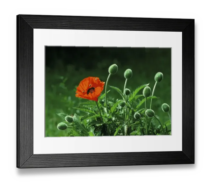 Framed Print : Europe, Switzerland, Zermatt. Bees buzz around a bright red poppy in Zermatt, Switzerland Framed Print : Europe, Switzerland, Zermatt. Bees buzz around a bright red poppy in Zermatt, Switzerland