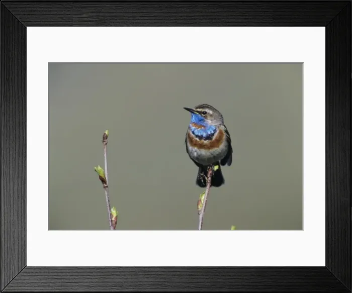 Framed Print : Bluethroat, Luscinia svecica, male singing, Lake of Ritom, Alps, Switzerland Framed Print : Bluethroat, Luscinia svecica, male singing, Lake of Ritom, Alps, Switzerland