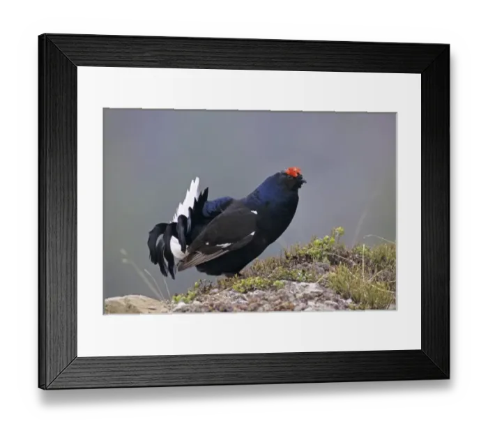 Framed Print : Black Grouse, Tetrao tetrix, male displaying, Wallis, Switzerland Framed Print : Black Grouse, Tetrao tetrix, male displaying, Wallis, Switzerland
