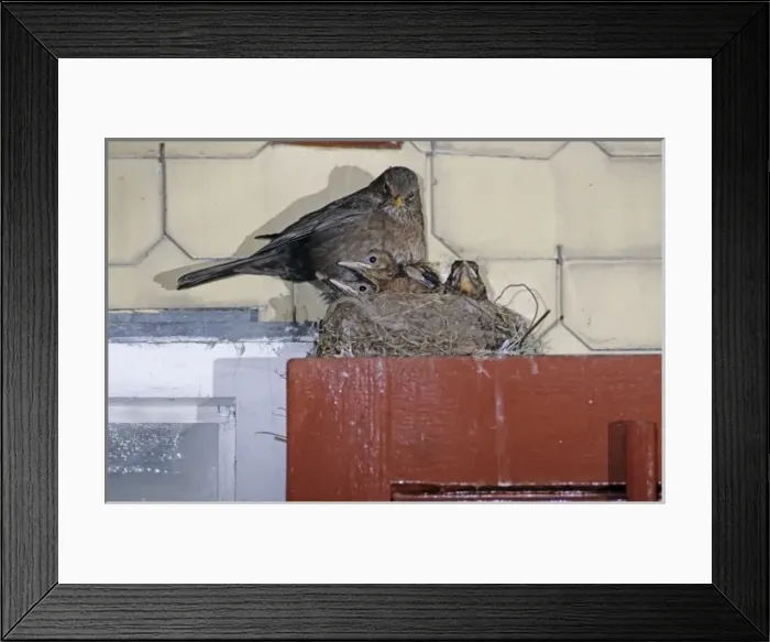 Framed Print : Common Blackbird, Turdus merula, female on nest with young on top of Window, Oberaegeri