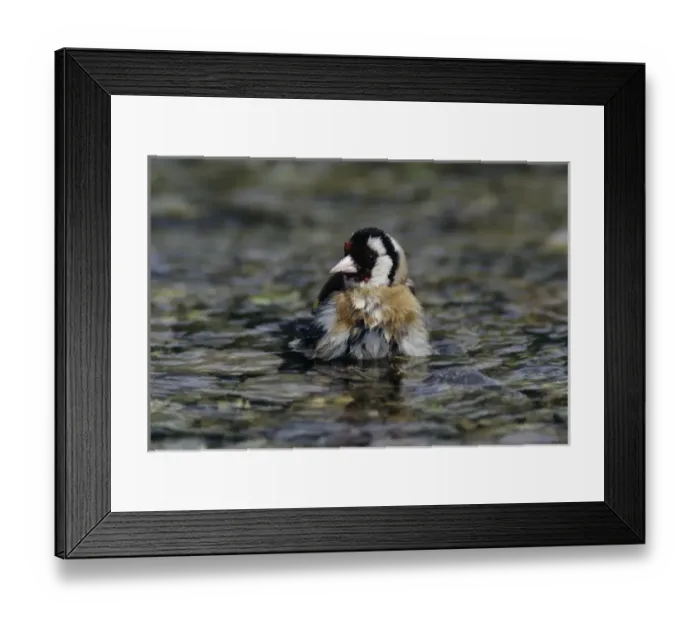 Framed Print : European Goldfinch, Carduelis carduelis, adult bathing, Scrivia River, Italy Framed Print : European Goldfinch, Carduelis carduelis, adult bathing, Scrivia River, Italy