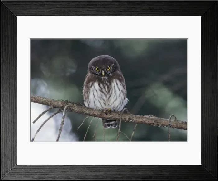 Framed Print : Eurasian Pygmy-Owl, Glaucidium passerinum, young, Oberaegeri, Switzerland Framed Print : Eurasian Pygmy-Owl, Glaucidium passerinum, young, Oberaegeri, Switzerland