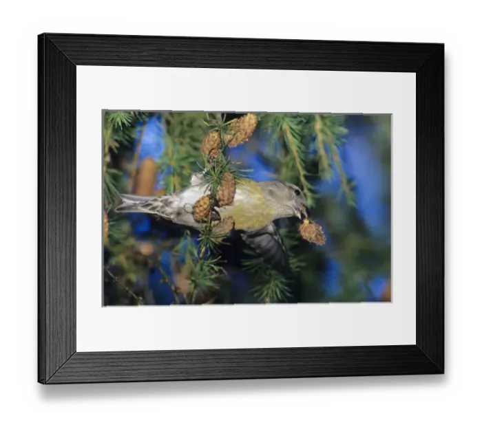 Framed Print : Red Crossbill, Loxia curvirostra, female eating on cones of European Larch (Larix decidua) Framed Print : Red Crossbill, Loxia curvirostra, female eating on cones of European Larch (Larix decidua)