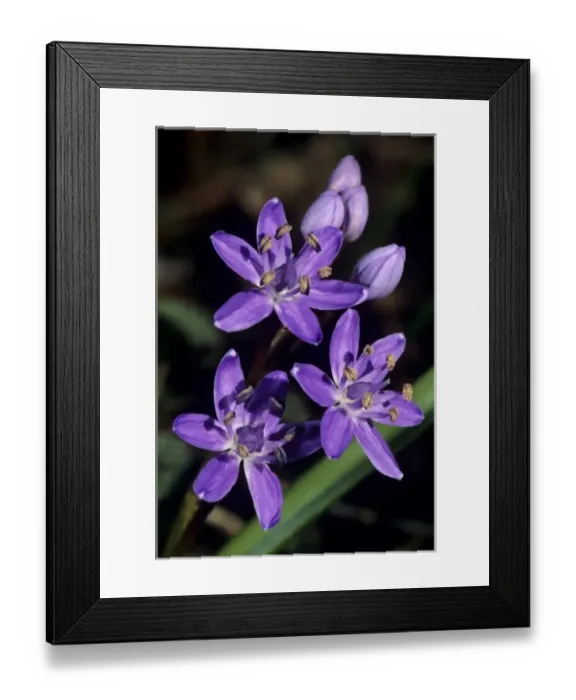 Framed Print : Alpine Squill, Scilla bifolia, blossom, Doubs, Jura, Switzerland Framed Print : Alpine Squill, Scilla bifolia, blossom, Doubs, Jura, Switzerland