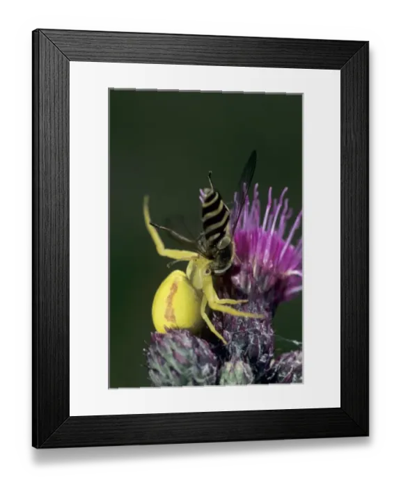 Framed Print : Europe, Switzerland Framed Print : Europe, Switzerland