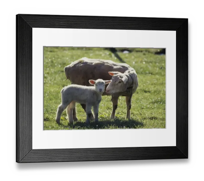 Framed Print : Europe, Switzerland Framed Print : Europe, Switzerland