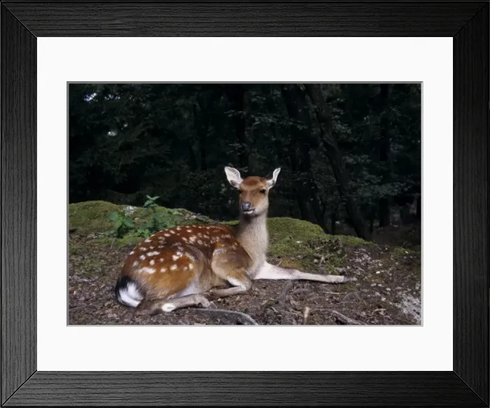 Framed Print : Fallow Deer, Dama dama, female, captive, Goldau, Switzerland Framed Print : Fallow Deer, Dama dama, female, captive, Goldau, Switzerland