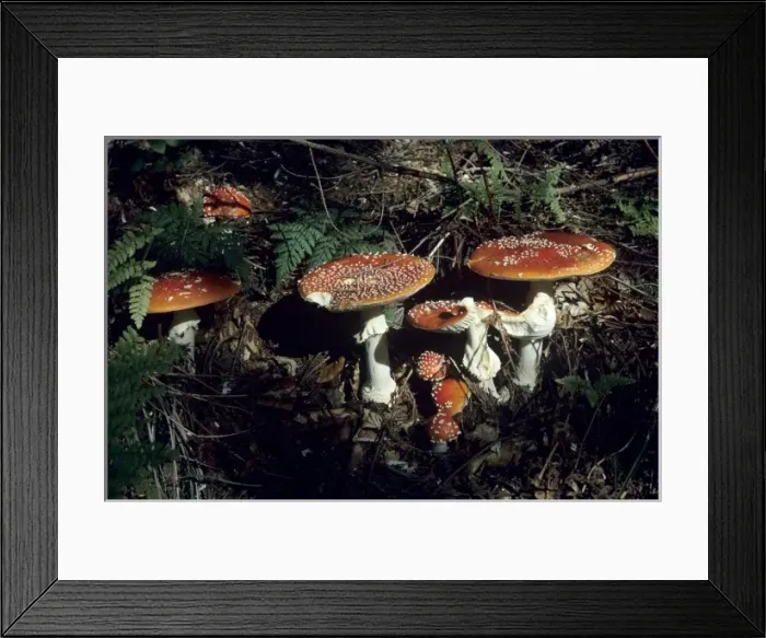 Framed Print : Fly Agaric Mushroom, Amanita muscaria, mushroom, Oberaegeri, Switzerland