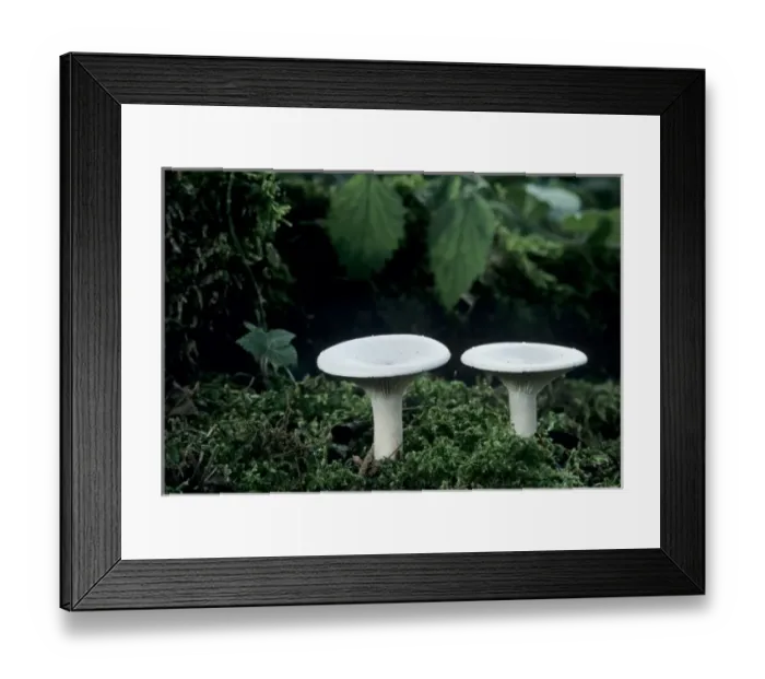 Framed Print : Mushroom, Oberaegeri, Switzerland Framed Print : Mushroom, Oberaegeri, Switzerland