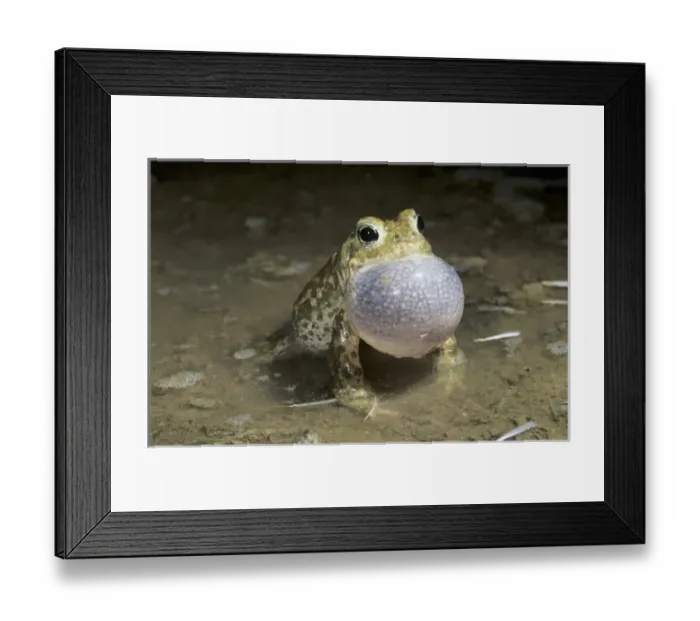 Framed Print : Natterjack Toad, Bufo calamita, male calling at night, Edlibach, Zug, Switzerland Framed Print : Natterjack Toad, Bufo calamita, male calling at night, Edlibach, Zug, Switzerland