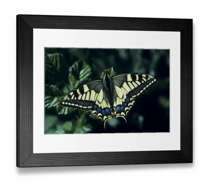 Framed Print : Old World Swallowtail, Papilio machaon, adult, Oberaegeri, Switzerland
