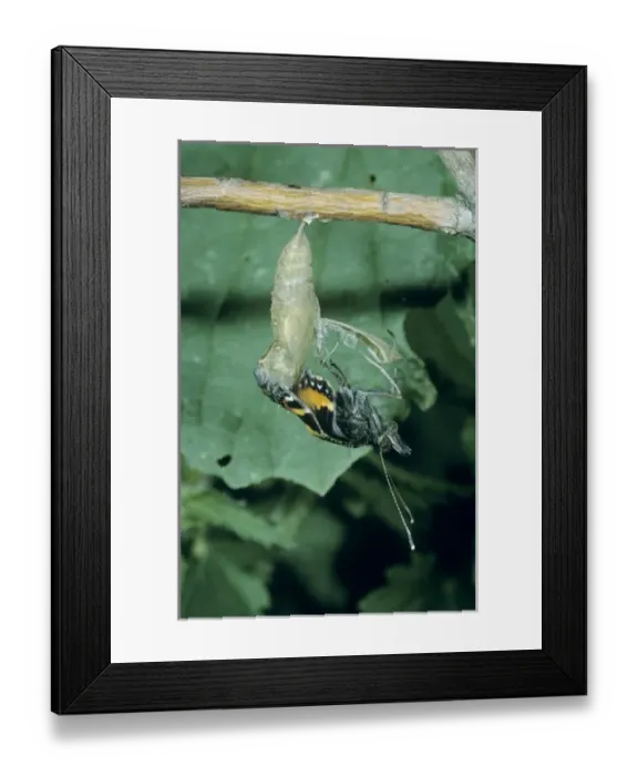 Framed Print : Small Tortoiseshell, Aglais urticae, adult emerging from pupa, Oberaegeri, Switzerland Framed Print : Small Tortoiseshell, Aglais urticae, adult emerging from pupa, Oberaegeri, Switzerland
