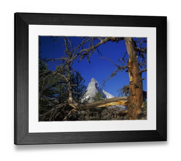 Framed Print : Matterhorn and larch tree, Zermatt, Swiss Alps, Switzerland Framed Print : Matterhorn and larch tree, Zermatt, Swiss Alps, Switzerland