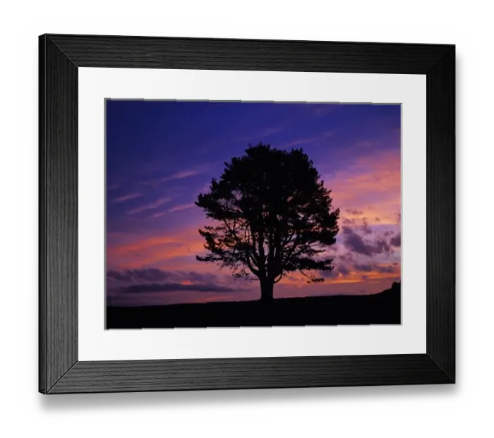 Framed Print : Mugo Pine, Swiss Mountain Pine, Pinus mugo, at sunset, Oberaegeri, Switzerland Framed Print : Mugo Pine, Swiss Mountain Pine, Pinus mugo, at sunset, Oberaegeri, Switzerland