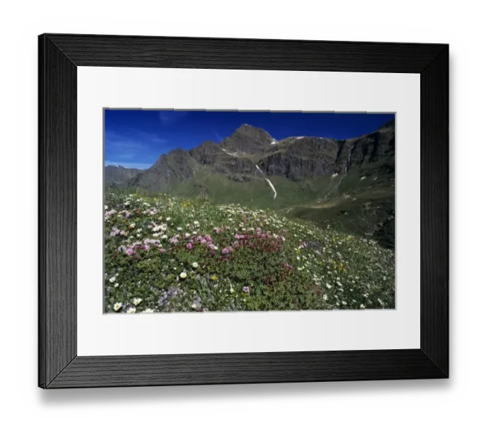 Framed Print : Wildflowers, blooming, Alps, Switzerland