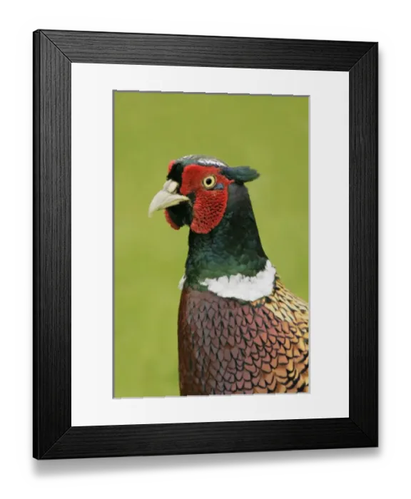 Framed Print : Europe, United Kingdom
