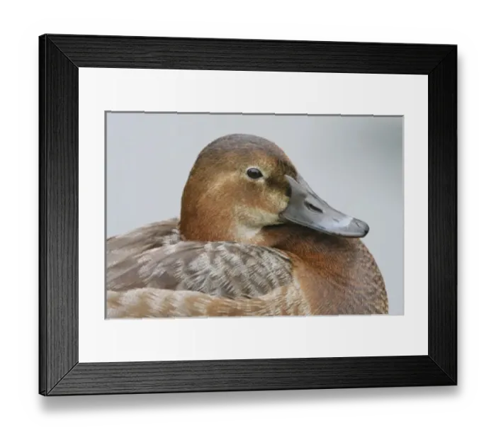 Framed Print : Great Britain, London. Close-up of pochard duck