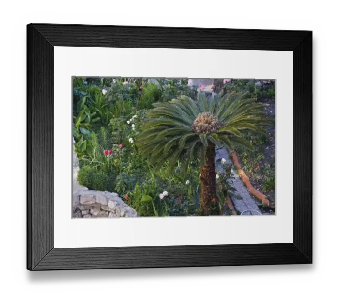 Framed Print : Elevated view of palm tree, Dubrovnik, Croatia