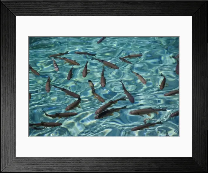 Framed Print : School of fish in the clear water of Milanovac Jezero, Plitvice National Park, Croatia Framed Print : School of fish in the clear water of Milanovac Jezero, Plitvice National Park, Croatia