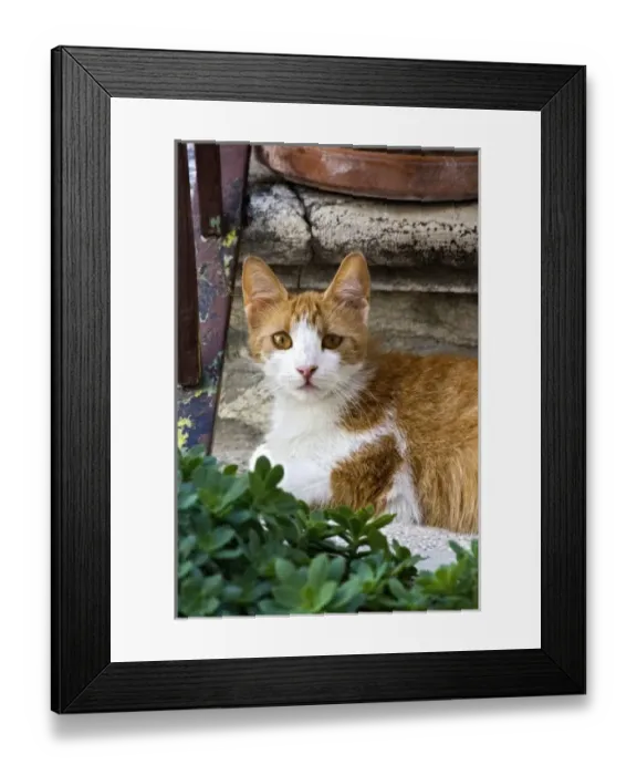 Framed Print : Cat on steps in alley, Rovigno, Croatia