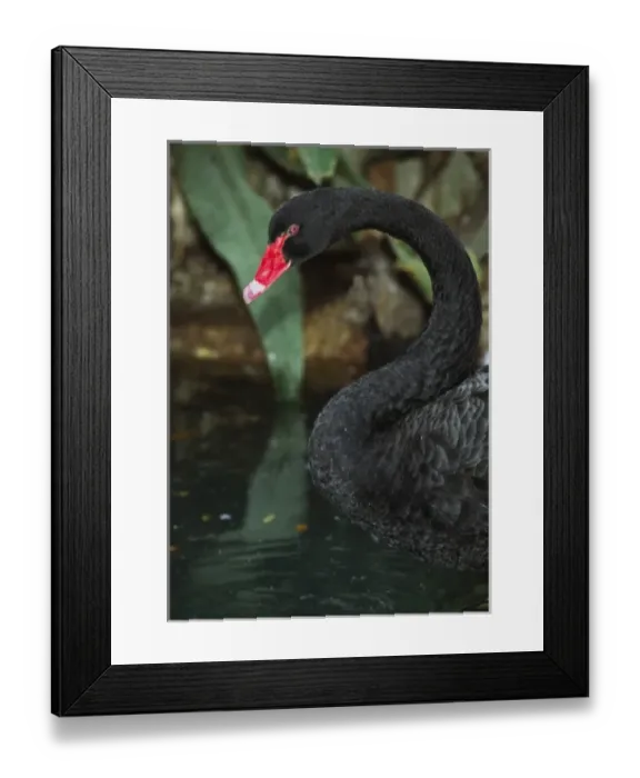 Framed Print : Australia. A Black Swan (Cygnus atratus) Framed Print : Australia. A Black Swan (Cygnus atratus)