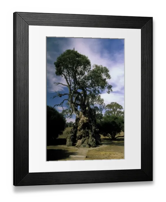 Framed Print : Australia. Gum tree Framed Print : Australia. Gum tree