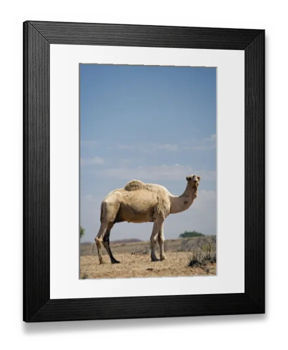 Framed Print : Camel near Stuart Highway, Outback, Northern Terrtory, Australia Framed Print : Camel near Stuart Highway, Outback, Northern Terrtory, Australia