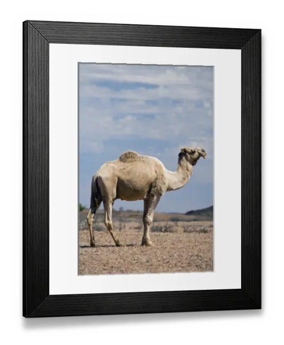 Framed Print : Australia. Camel near Stuart Highway, Outback, Northern Terrtory, Australia