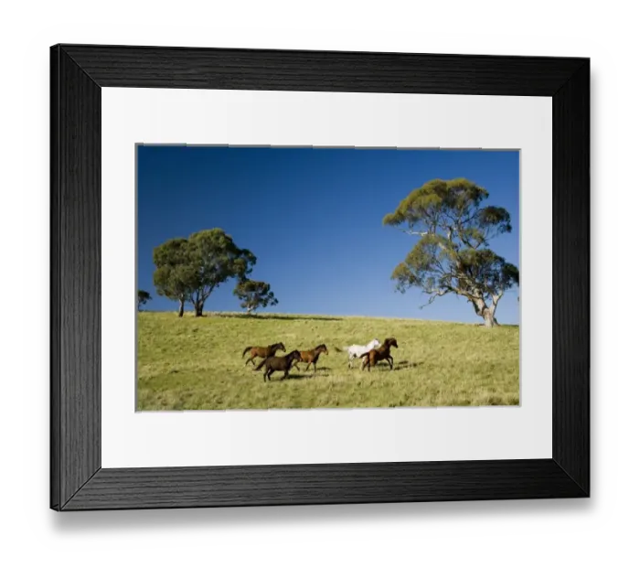 Framed Print : Horses and Gum trees near Angaston, Barossa Valley, South Australia, Australia Framed Print : Horses and Gum trees near Angaston, Barossa Valley, South Australia, Australia