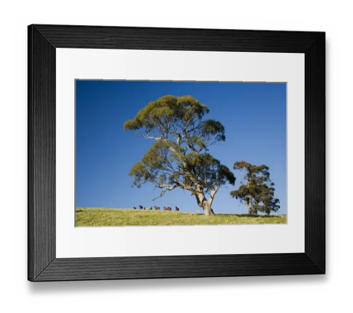 Framed Print : Horses and Gum trees near Angaston, Barossa Valley, South Australia, Australia Framed Print : Horses and Gum trees near Angaston, Barossa Valley, South Australia, Australia