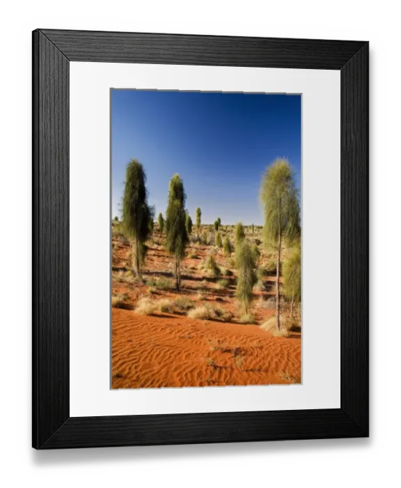 Framed Print : Desert Oaks, Uluru - Kata Tjuta National Park, World Heritage Area, Northern Territory