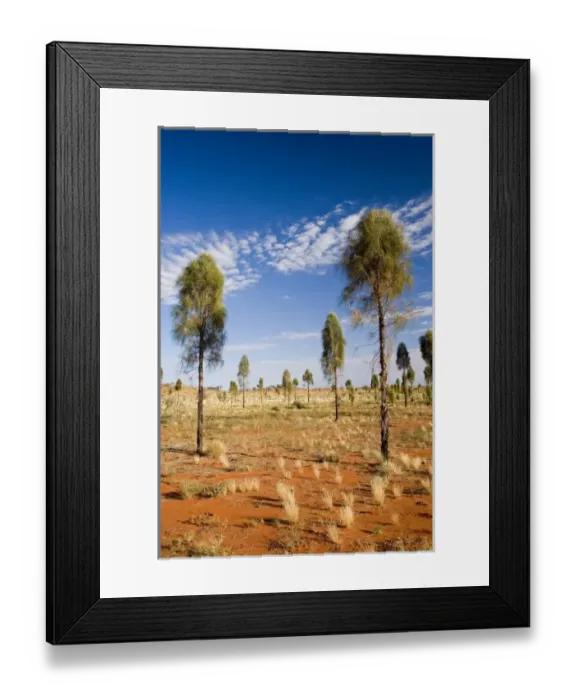 Framed Print : Desert Oaks, Uluru - Kata Tjuta National Park, World Heritage Area, Northern Territory Framed Print : Desert Oaks, Uluru - Kata Tjuta National Park, World Heritage Area, Northern Territory