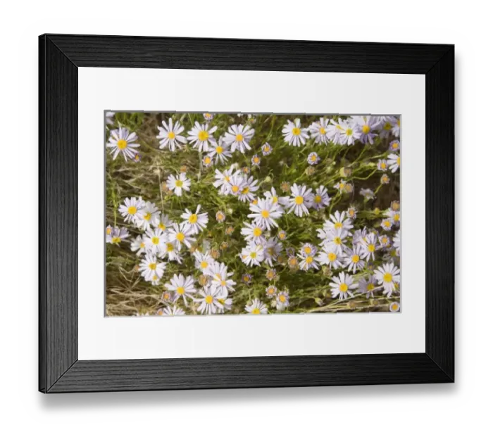 Framed Print : Australia. Wildflowers, Uluru - Kata Tjuta National Park