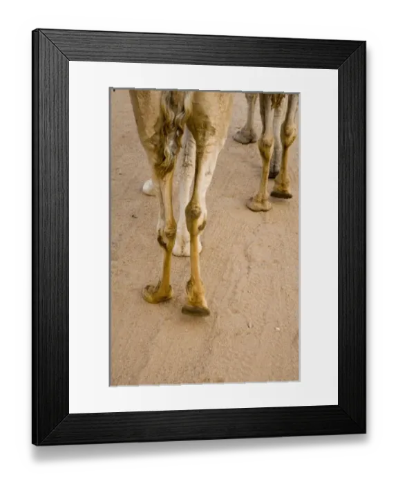 Framed Print : Australia. Camel Feet, Alice Springs, Outback, Northern Territory, Australia