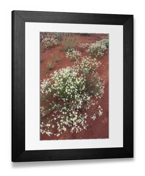 Framed Print : Wildflowers, Outback, New South Wales, Australia Framed Print : Wildflowers, Outback, New South Wales, Australia