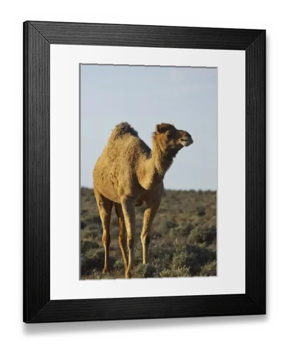 Framed Print : Australia. Camel, Silverton, near Broken Hill, Outback, New South Wales, Australia Framed Print : Australia. Camel, Silverton, near Broken Hill, Outback, New South Wales, Australia