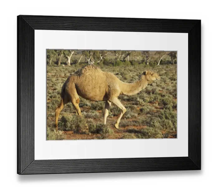 Framed Print : Australia. Camel, Silverton, near Broken Hill, Outback, New South Wales, Australia Framed Print : Australia. Camel, Silverton, near Broken Hill, Outback, New South Wales, Australia