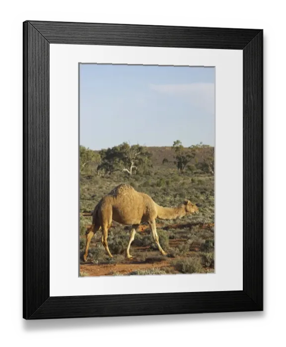 Framed Print : Australia. Camel, Silverton, near Broken Hill, Outback, New South Wales, Australia