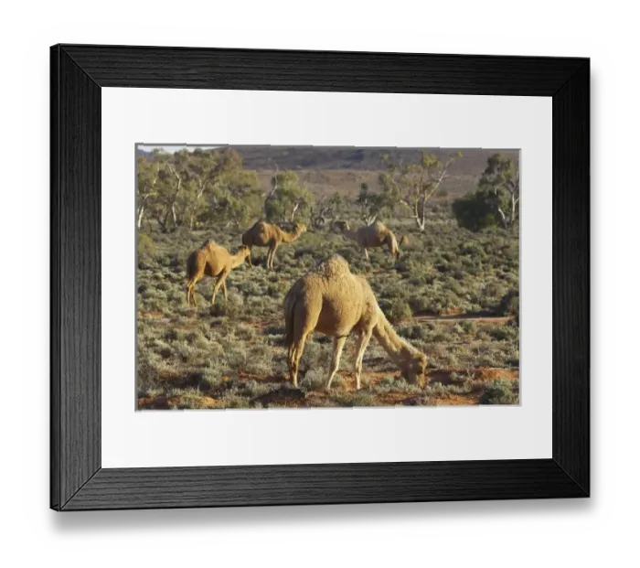 Framed Print : Australia. Camels, Silverton, near Broken Hill, Outback, New South Wales, Australia Framed Print : Australia. Camels, Silverton, near Broken Hill, Outback, New South Wales, Australia